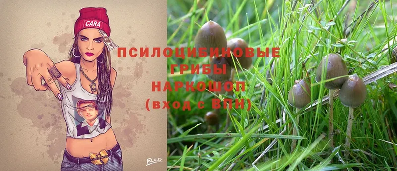 хочу   Боготол  Галлюциногенные грибы Magic Shrooms 